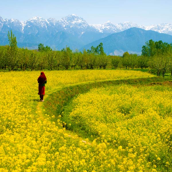 Eventful Kashmir 9N/10D Package